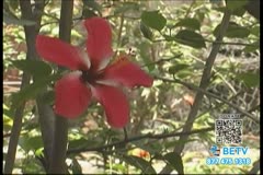 TV Content Image